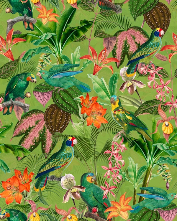 Colorful Tropical Birds Rainforest