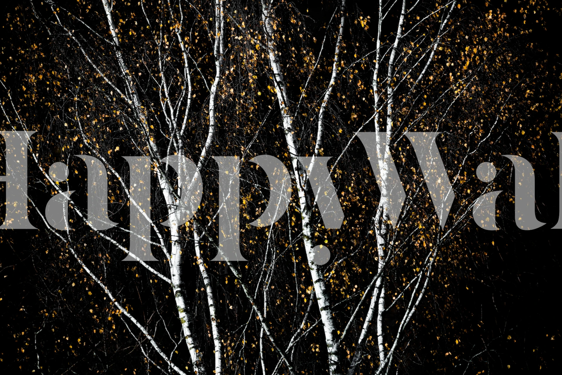 Tapeta Birch Trees v moderním prostředí