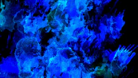 Blue Midnight tapetas