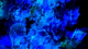 Blue Midnight