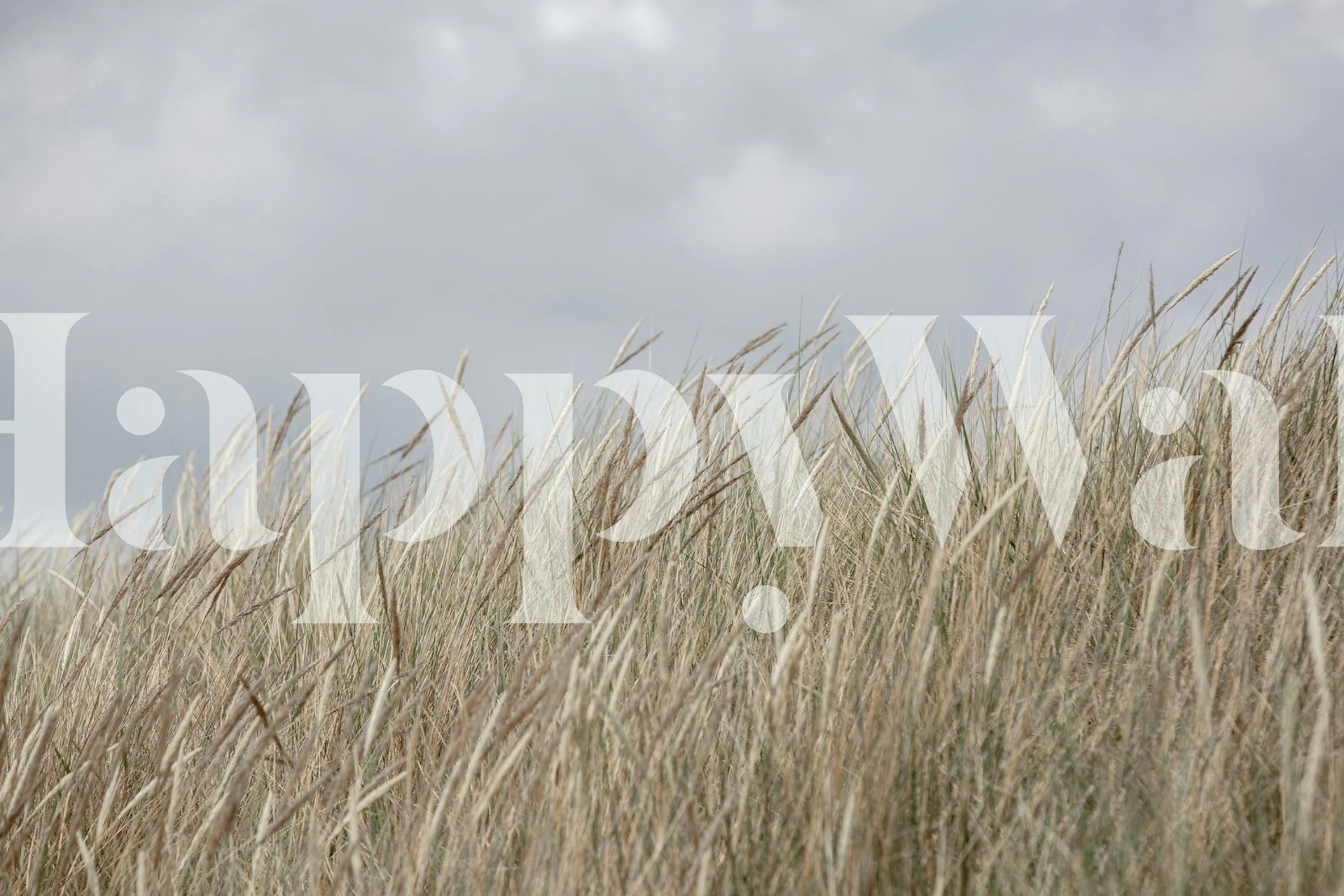 Tall grass against a cloudy sky in neutral tones wallpaper