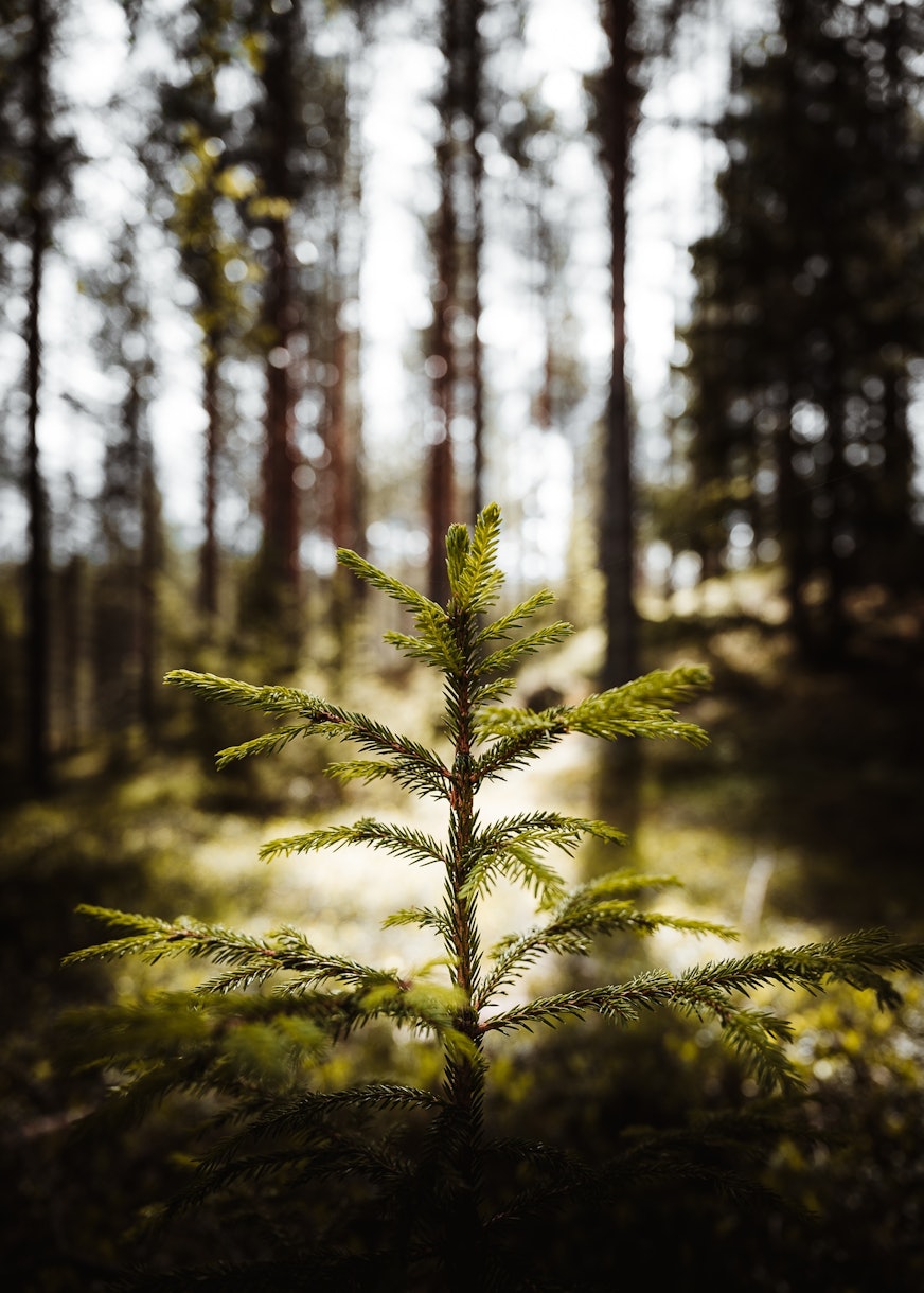 Small Tree Wallpaper Buy Online from Happywall