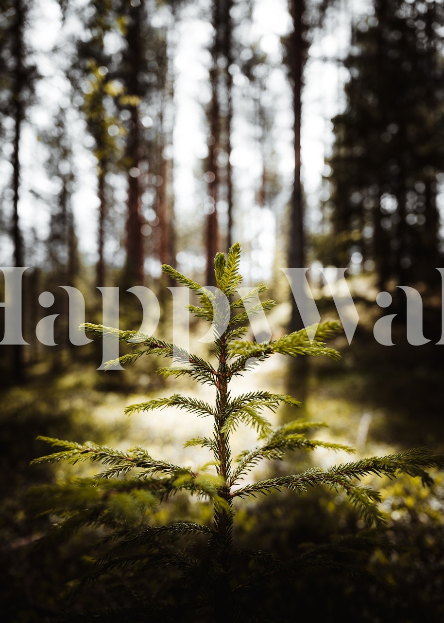 Serene wall mural of a small tree in a forest with sunlight filtering through