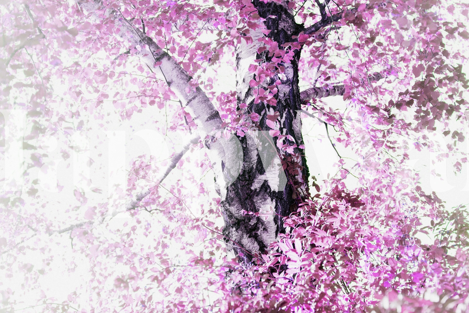 Dreamy pink birch tree mural with a tranquil faded background