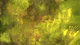 Iceland Moss Grunge in Golden Green