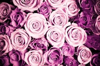Pink roses wallpaper