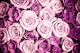 Pink roses