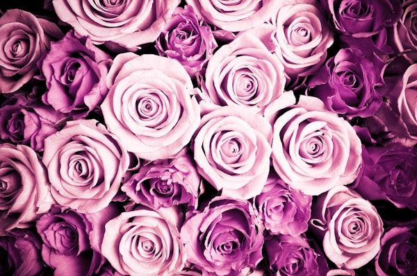 Pink roses