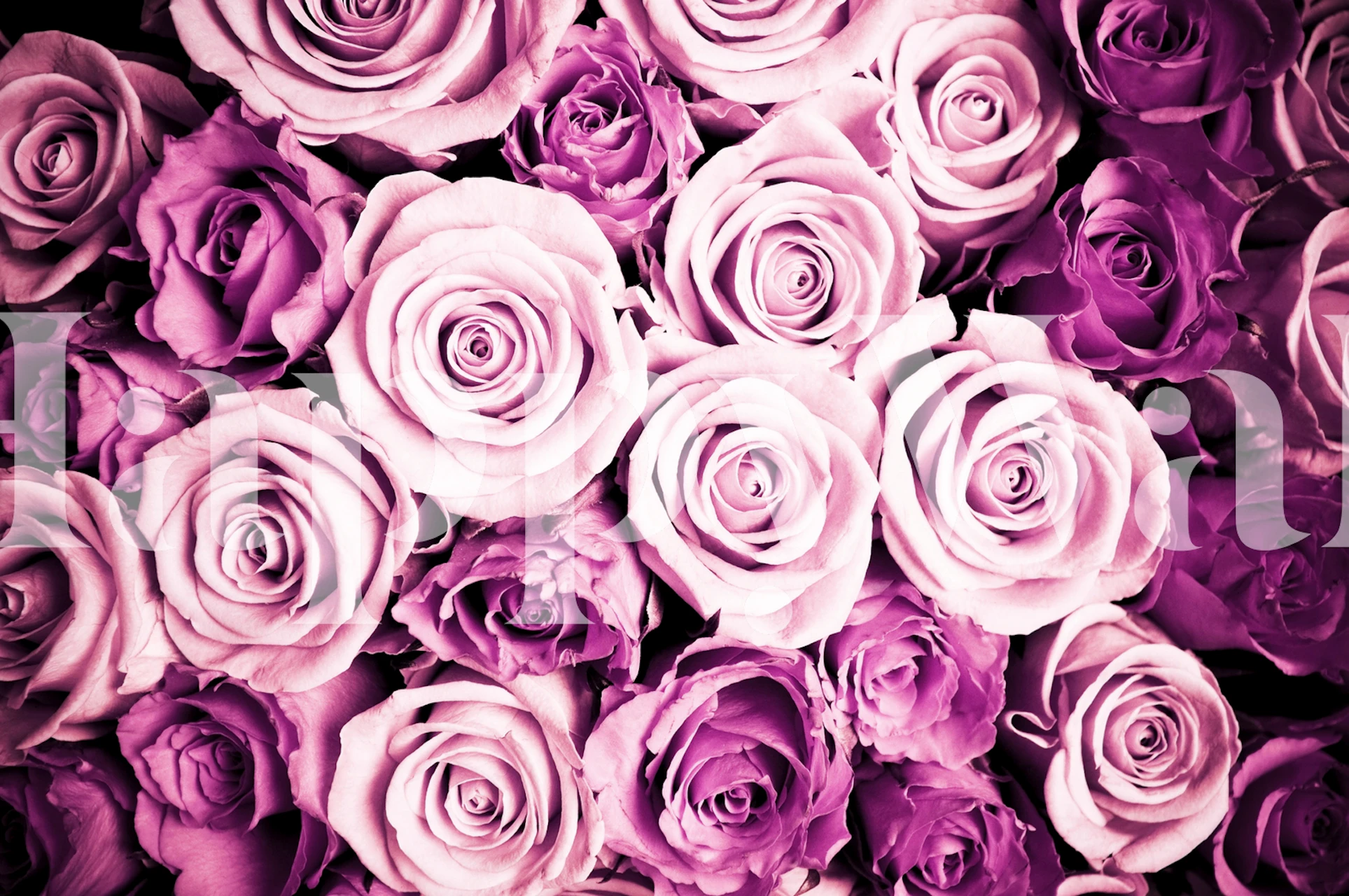 Elegant pink roses wallpaper for home decor