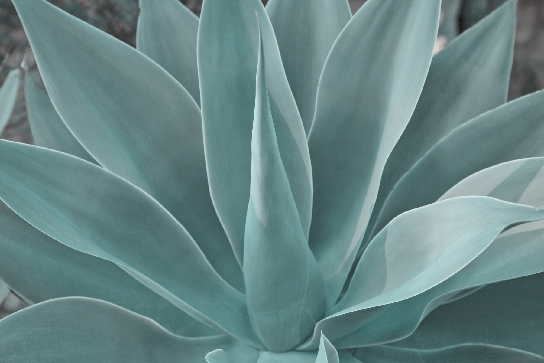 Agave plante tapet | Happywall