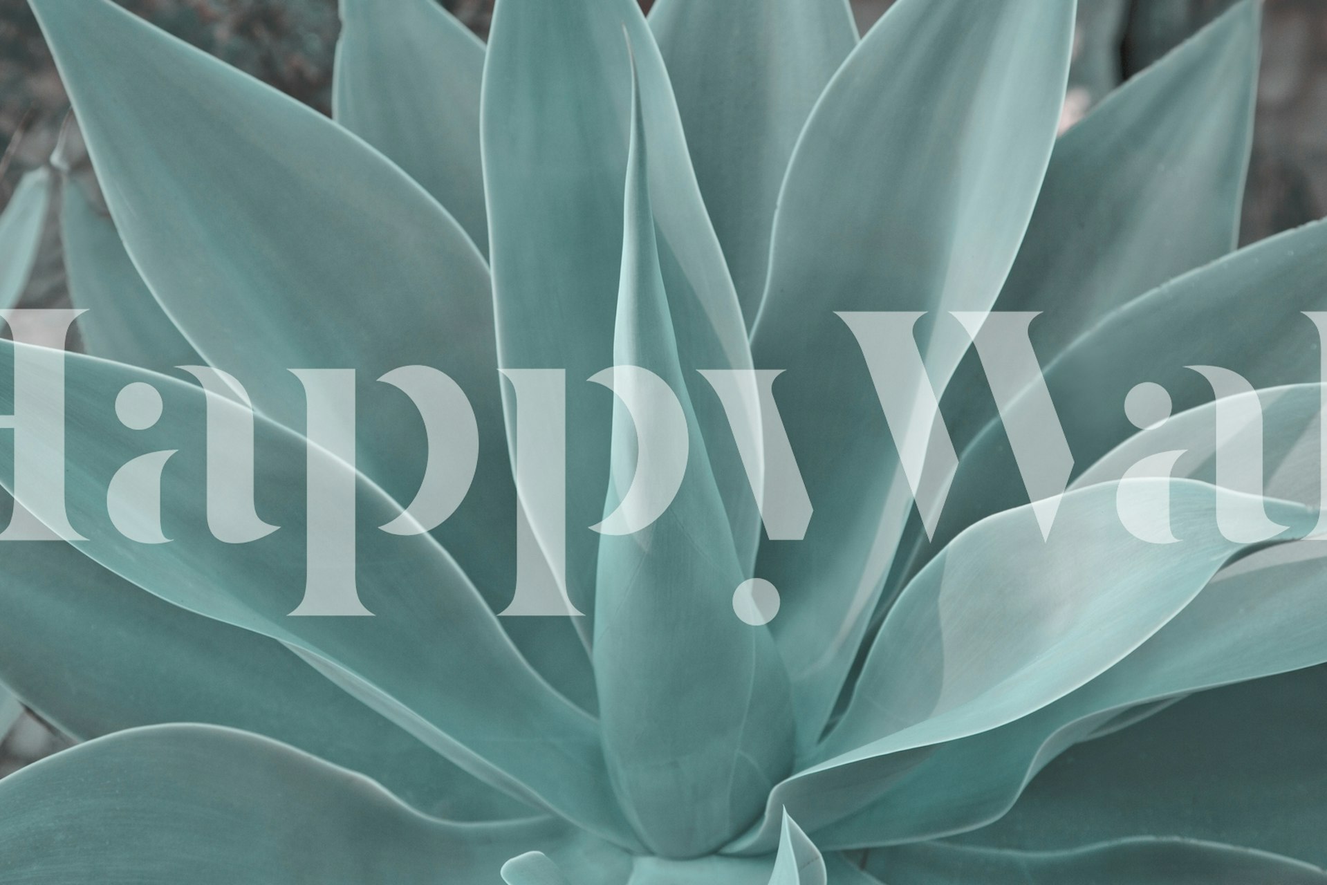 Tapeta Azul Agave Plant v místnosti