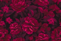 Velveteen Dark Moody Flowers Cardinal Red behang