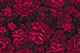 Velveteen Dark Moody Flowers Cardinal Red