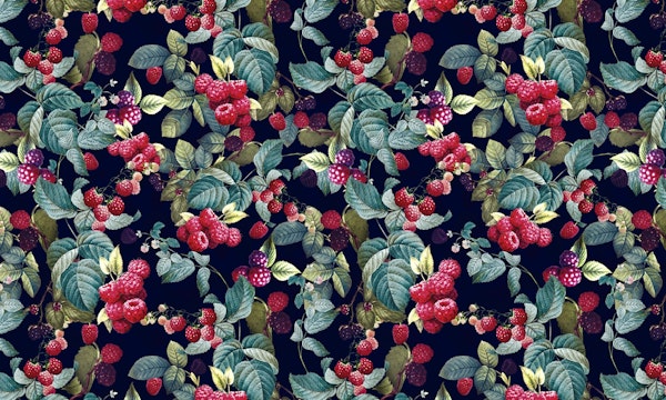 Wild Blackberry-Night