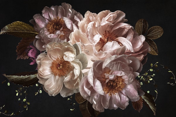 Lush Baroque Opulent Peonies