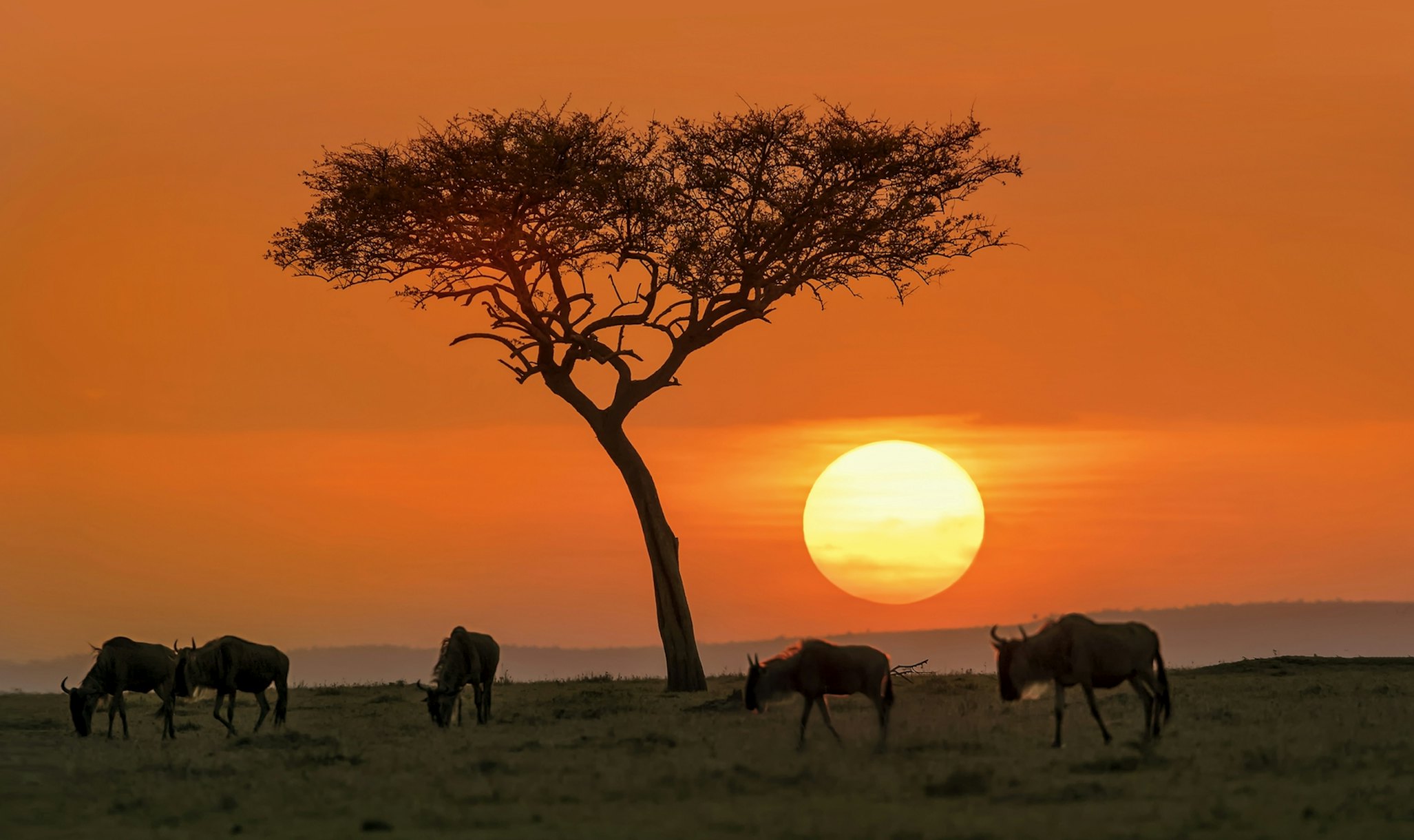 Safari Sunset Wallpaper | Happywall