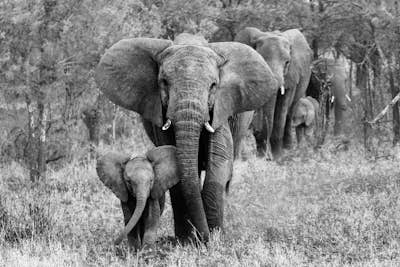 Τοιχογραφία