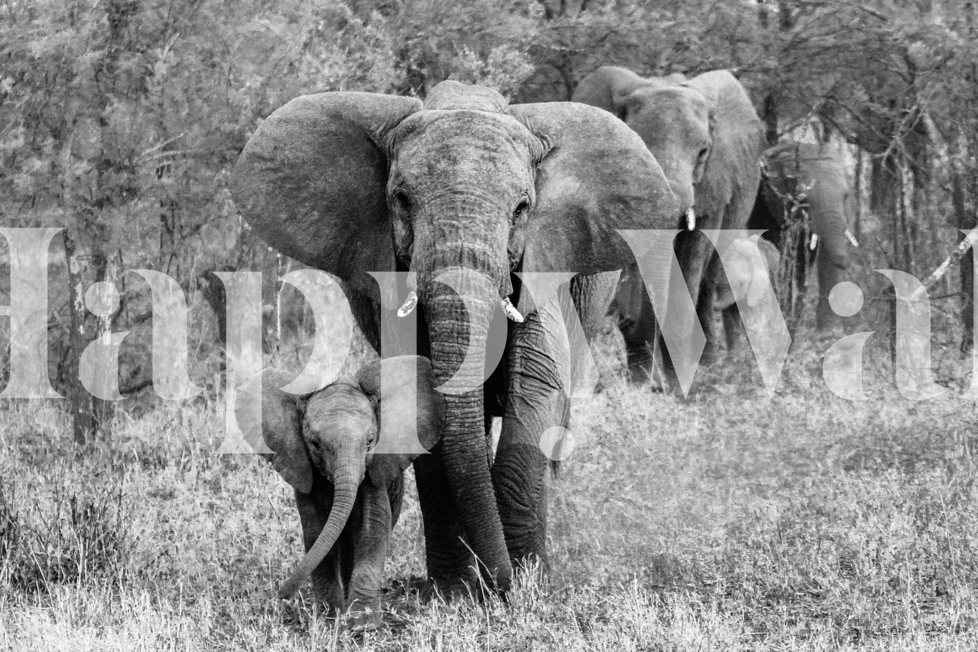 Black and white elephants in a herd wallpaper