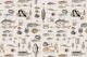 Fish And Sea Life Illustration Blue Brown