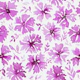 Magenta Watercolor Flowers