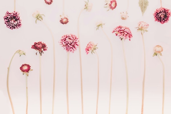 Flowers Pink Still life Florals