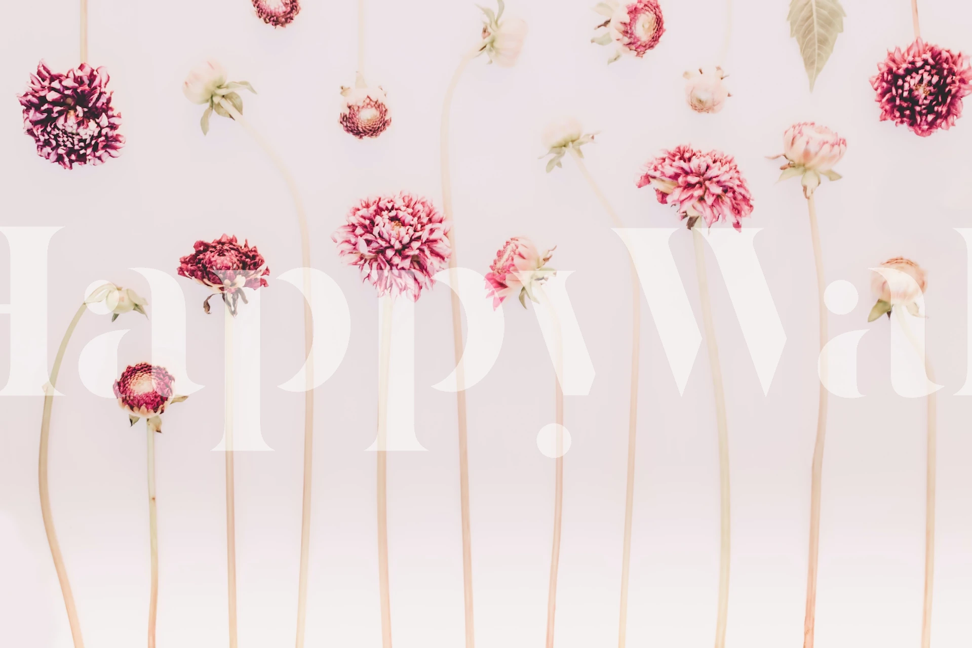 Blomster Pink Stilleben Blomstertapet med sart lyserøde blomster på en lys baggrund