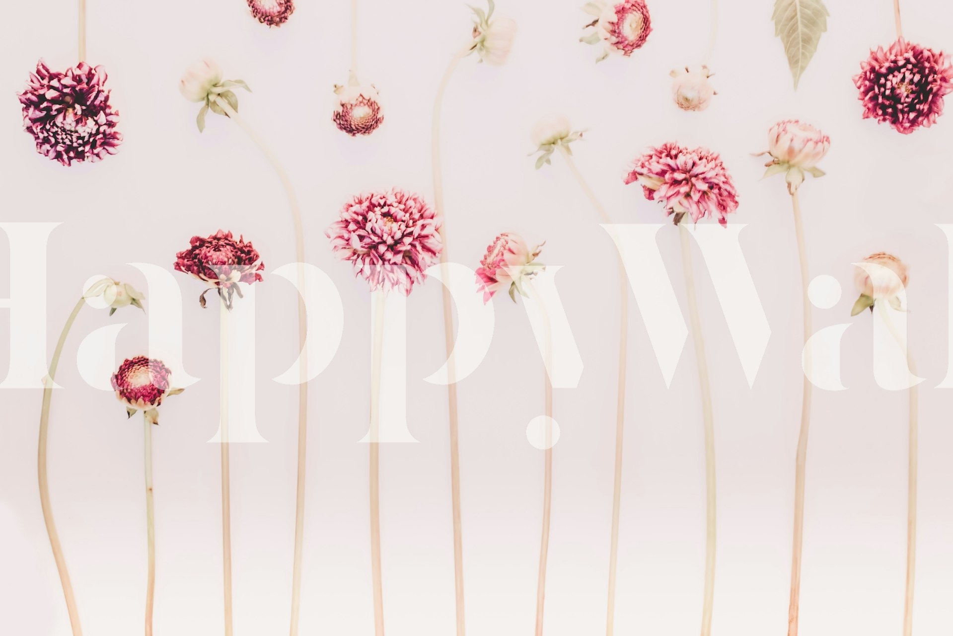 Flowers Pink Still life Florals wall mural with delicate pink blooms on a light background