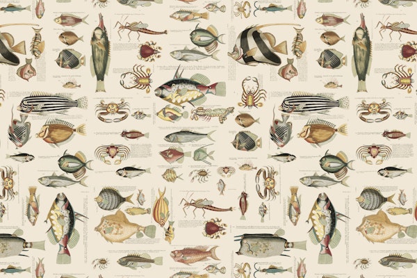 Fish And Sea Life Illustration