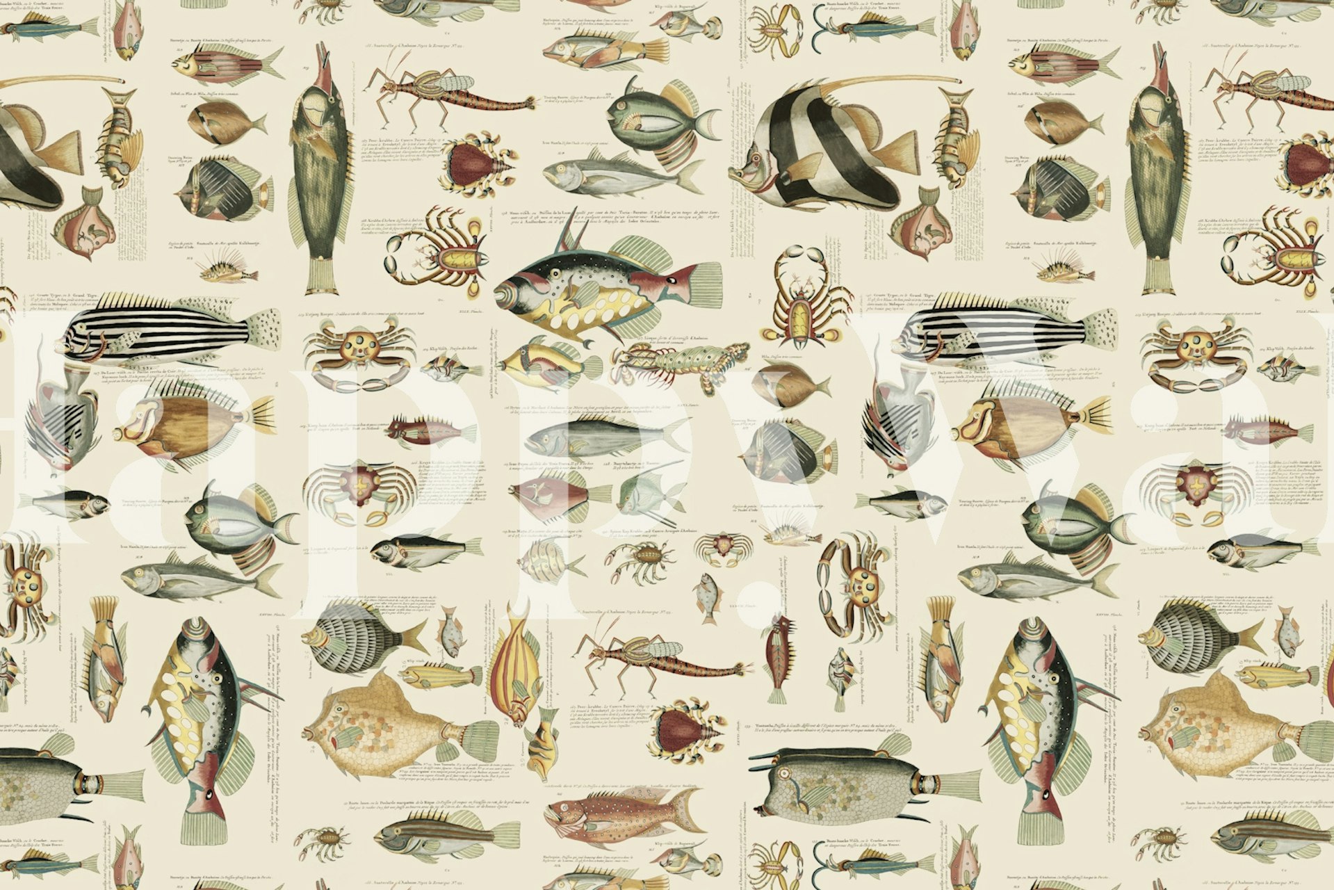 Fish And Sea Life Illustration ταπετσαρία σε ένα δωμάτιο