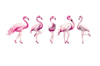Cheeky Flamingos in magenta papiers peint