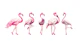 Cheeky Flamingos in magenta