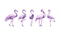 Cheeky Flamingos in purple papiers peint