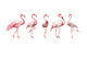 Cheeky Flamingos in pink red
