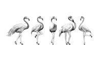 Cheeky Flamingos in black white grey papiers peint