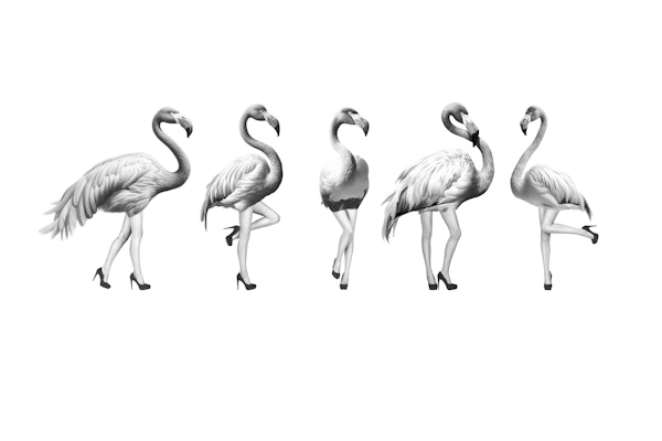 Cheeky Flamingos in black white grey