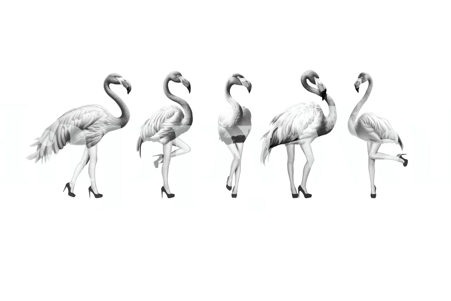 Mustavalkoinen seinämaalaus leikkisistä flamingoista harmaan sävyissä