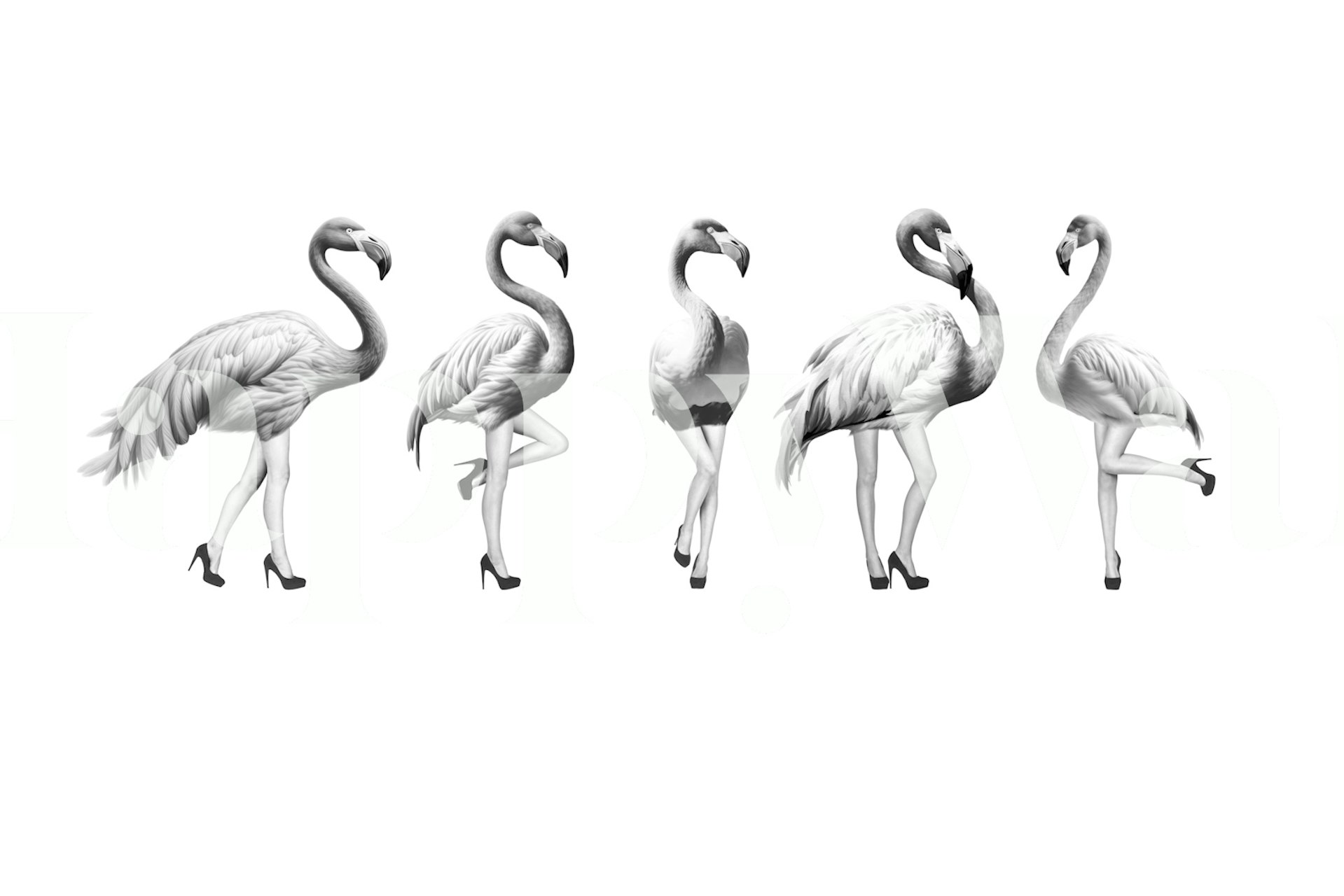 Black and white flamingo wallpaper featuring elegant flamingo poses.