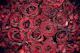 50 red rose
