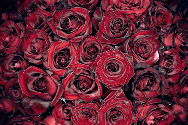 50 red rose