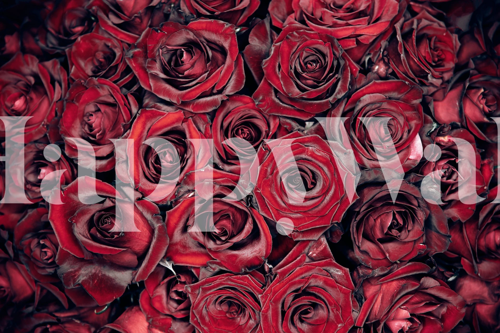 Red roses close-up floral wallpaper