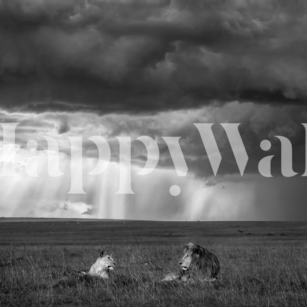 Two lions lounging in the grass under moody clouds, black and white wallpaper
