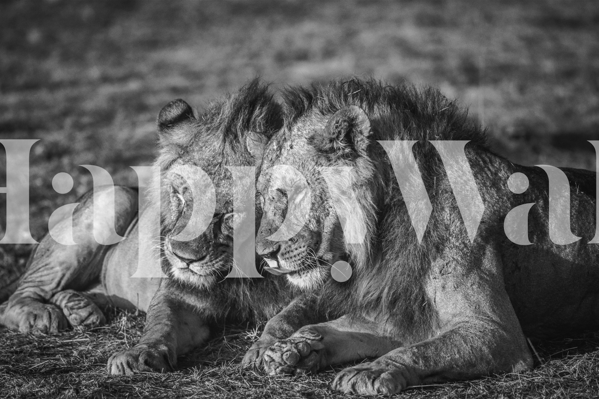 Lions resting in a tranquil setting