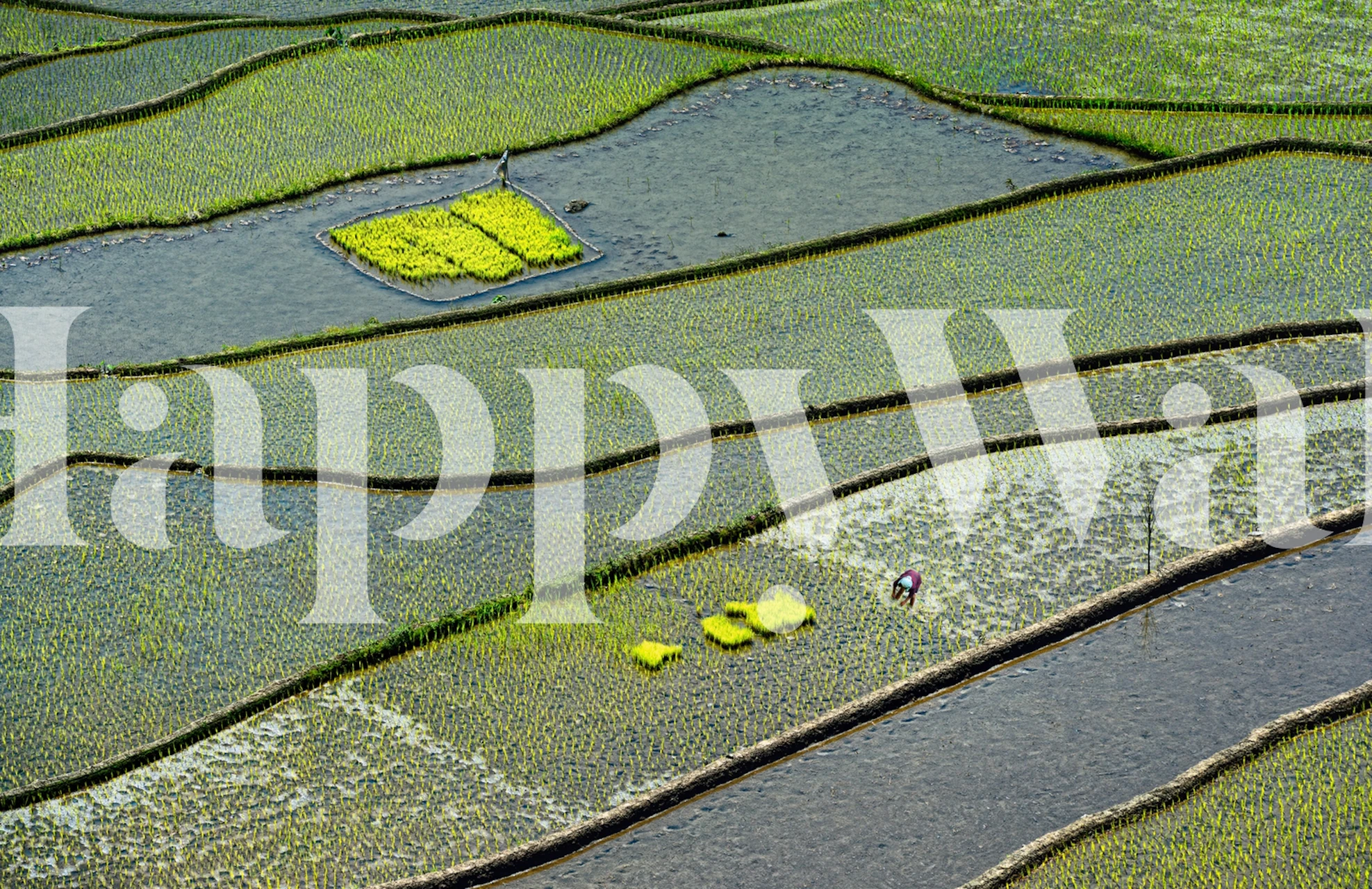 Vibrant rice fields wallpaper in a room