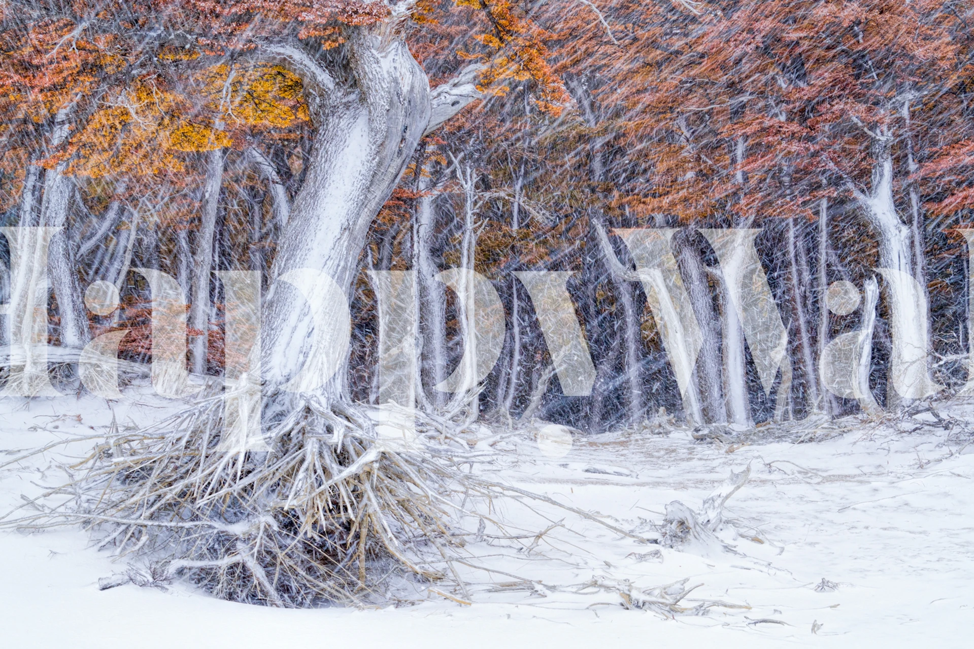 White tree with exposed roots in snow, autumn leaves wallpaper