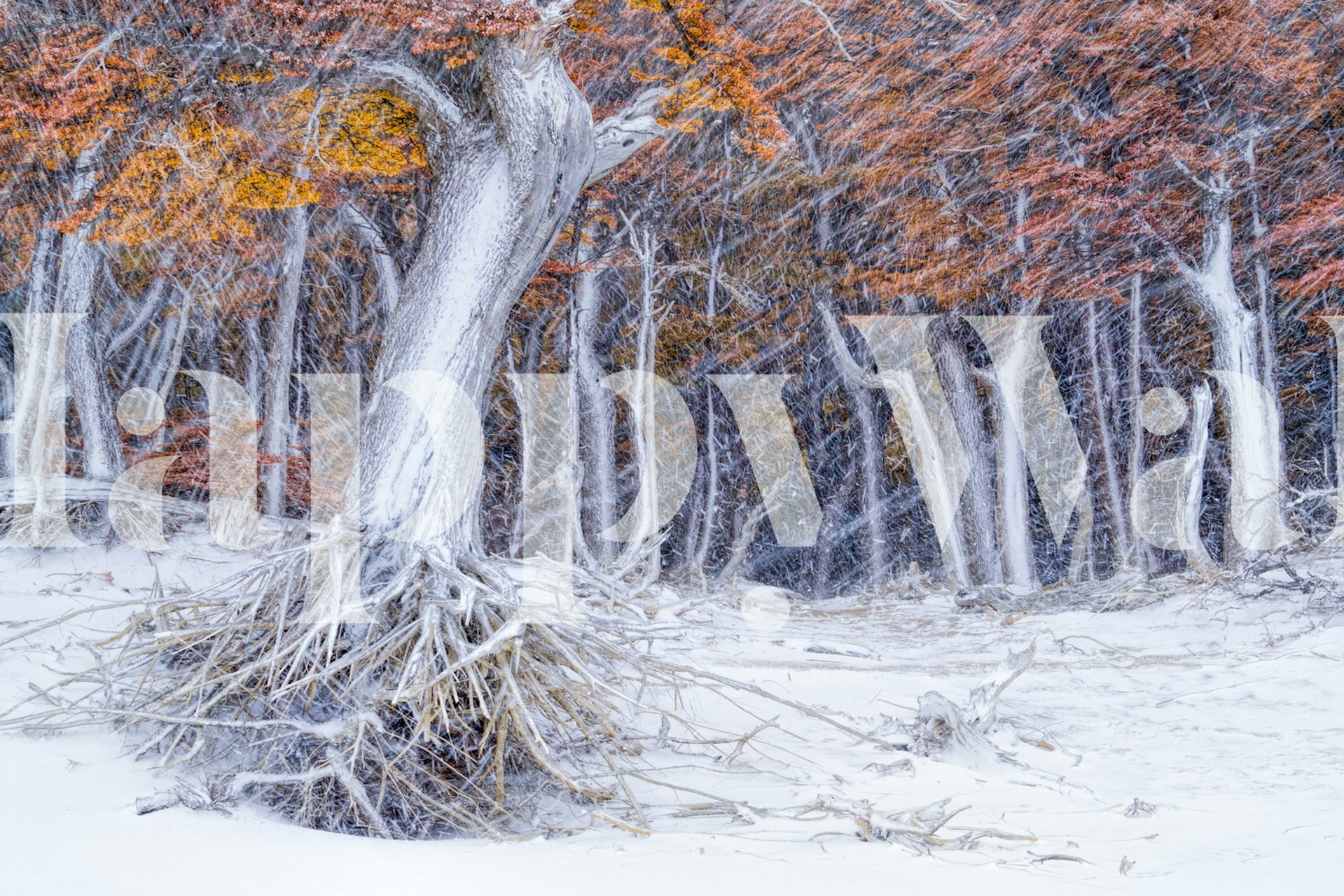 White tree with exposed roots in snow, autumn leaves wallpaper