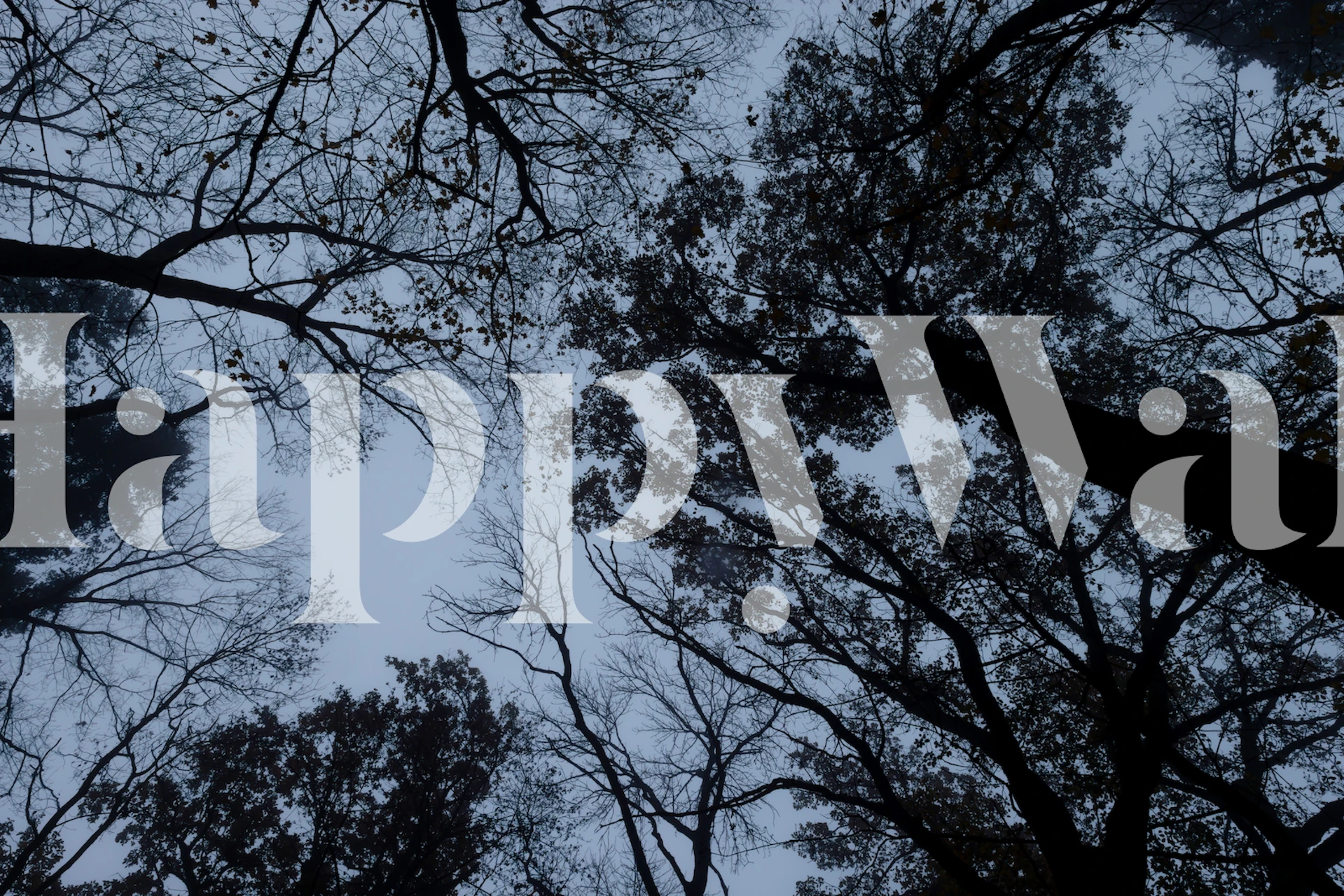 Silhouettes of tree branches against a gray sky wallpaper