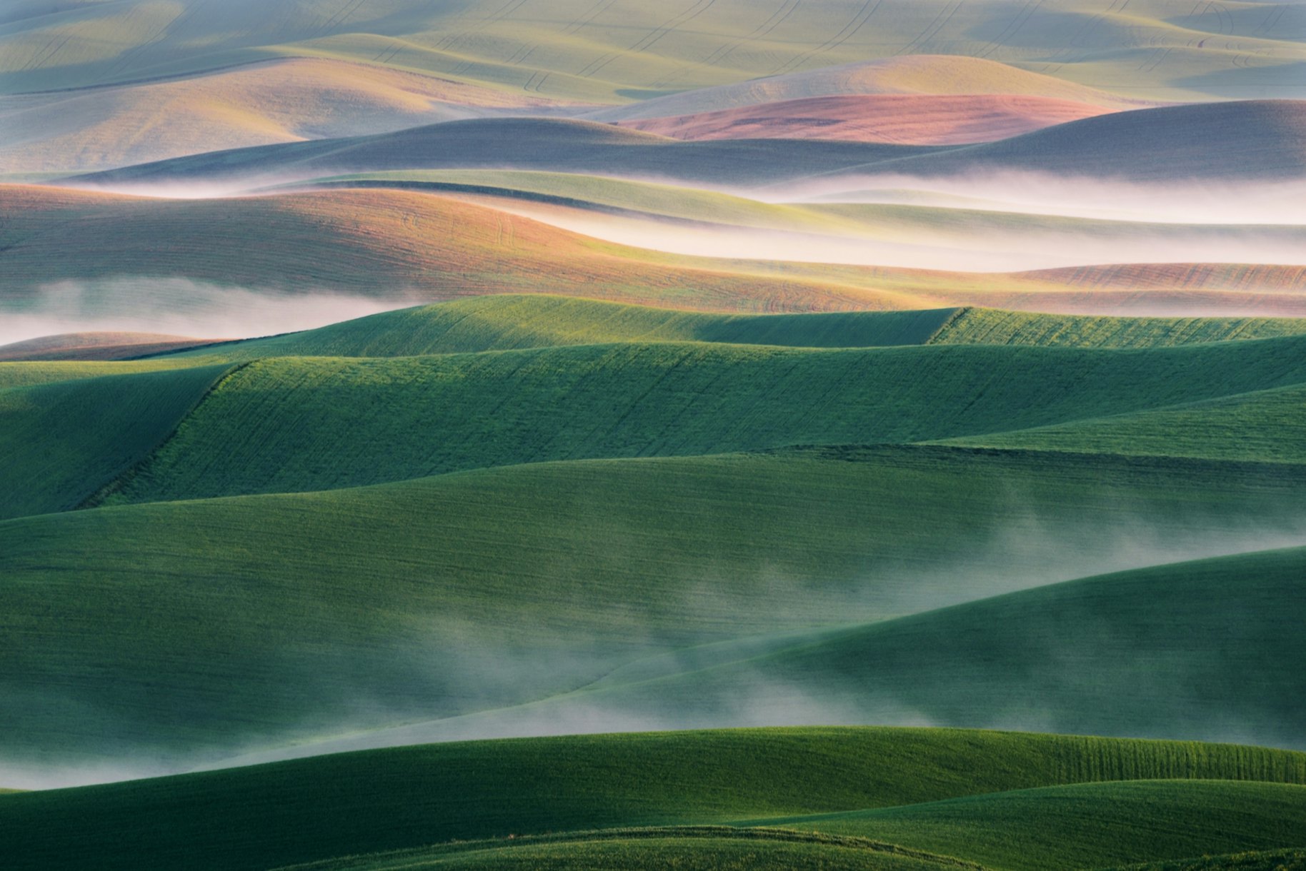 Foggy Morning Wallpaper | Misty Forest Mural | Happywall