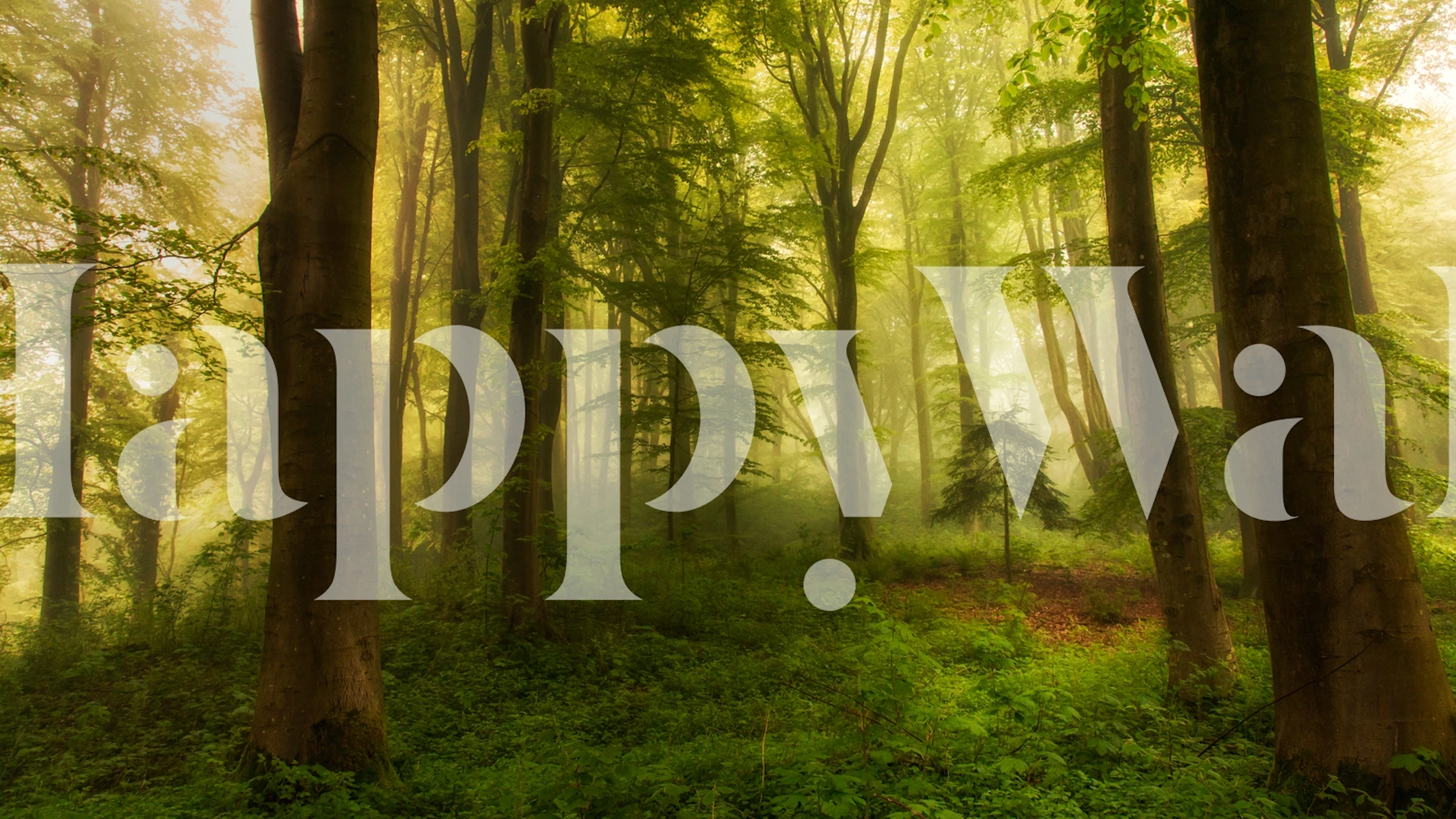 Lush green forest with tall trees and soft fog wallpaper