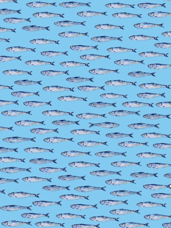Shimmering Sardines Shoal on Light Blue
