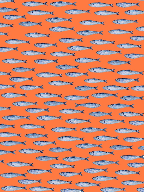 Shimmering Sardines Peachy